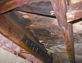 mold and rot in a Livingston crawl space